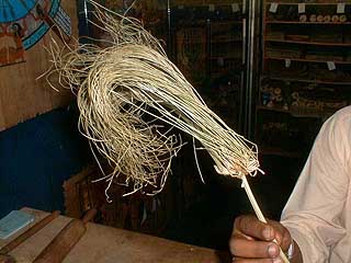 Close-up of a Papyrus plant